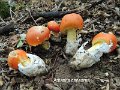 Amanita caesarea-amf208-1
